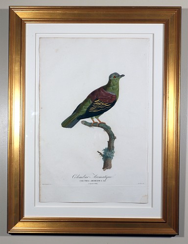 Madame Knip Madame Pauline Knip Engravings of A Pigeon, Columba Aromatica (Colombar Aromatique), 1811 $2,500