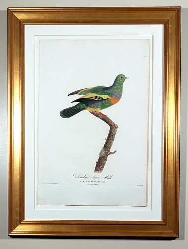 Madame Knip Madame Pauline Knip Engravings of A Pigeon, Plate 10, Columba Vernans (Colombar Sojoo Male), 1811 $2,500
