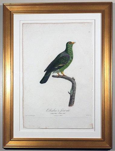 Inventory:  Madame Knip, Madame Pauline Knip Engravings of A Pigeon, Plate 7, Columba Calva (Colombar a front nud), 1811, $2,500