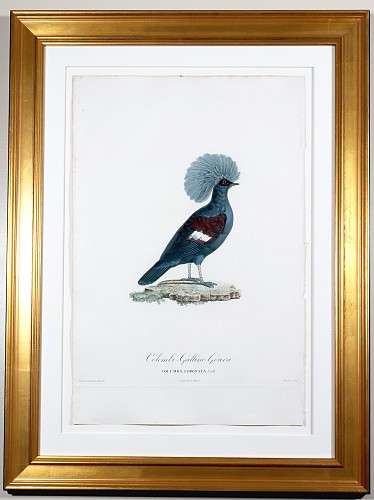 Inventory:  Madame Knip, Madame Knip Hand-Finished Color Engraving of the Crowned Pigeon, Columba Coronata, from Les Pigeons, 1808-1811, $1,750