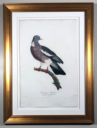 Inventory:  Madame Knip, Madame Pauline Knip Engraving of A Pigeon, Columba Palumbus (Colombe Ramier), 1808-1811, $1,750
