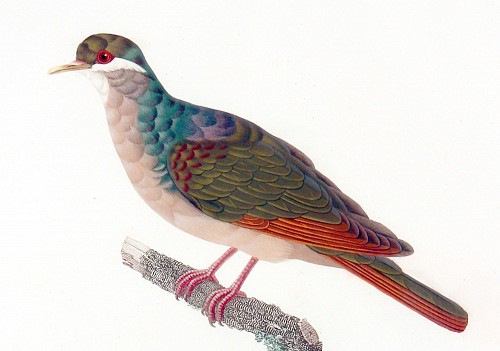 Inventory:  Madame Knip, Madame Pauline Knip Engravings of A Pigeon, Plate 16, Columba Mystacea (Colombe a Moustaches Blanches), 1811, $2,500