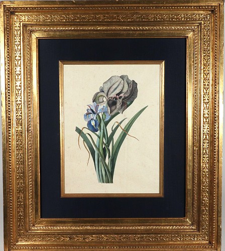 Inventory:  Print, Circle of Georg Dionysius Ehret, Watercolor of Mourning Iris and English Iris, Mid-18th Century, $2,750