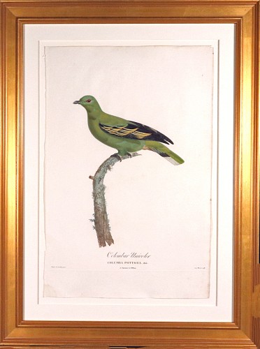 Madame Knip Madame Pauline Knip Engraving of A Pigeon, Columbar Unicolor, From Les pigeons par Madame Knip, ne&Igrave;e Pauline de Courcelles, 1809-11 $1,750