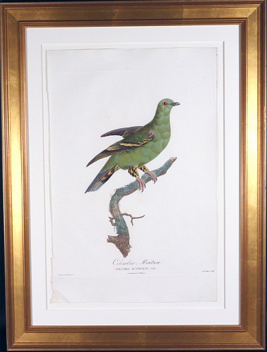 Inventory:  Madame Knip, Madame Knip Hand-Finished Color Engraving of the Madagascar Green Pigeon, Colombar Ma&Atilde;&macr;tsou, from Les Pigeons, 1808-11, $1,750