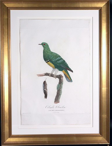 Inventory:  Madame Knip, Madame Knip Hand-Finished Color Engraving of the Cloven-Feathered Dove, Colombe Vlouvlou, from Les Pigeons, 1808-1811, $1,750