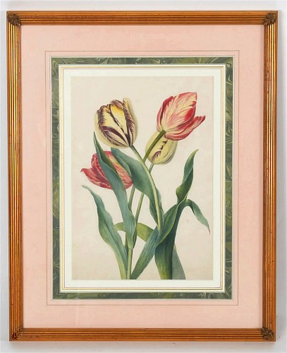 Watercolour Painting English Botanical Watercolor of Four Broken Tulips, Framed and Mounted, Early 19th Century $1,800
